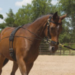 TACK Reitsport. Sie lieben den Pferdesport? Wir auch! Darum bieten wir Ihnen Top Reitsportbedarf für Reiter, Pferd und Reitstall, denn Reitsport verbindet.